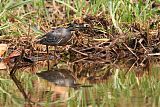 Striated Heron